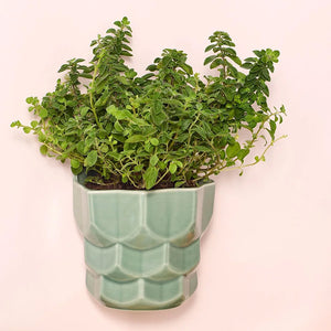 Blomsterpotte Samsurium med urter i, montert på vegg, laget av Dottir Nordic Design, utstråler stil og funksjonalitet.