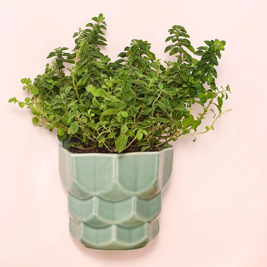 Blomsterpotte Samsurium med urter i, montert på vegg, laget av Dottir Nordic Design, utstråler stil og funksjonalitet.